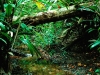 amazonrainforest